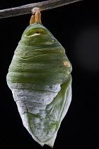 Theseus Morpho (Morpho theseus) chrysalis, Yasuni National Park, Ecuador