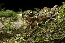 Mantellid Frog (Mantidactylus aglavei), Ranomafana National Park, Madagascar