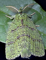 Moth (Erebidae), Andasibe-Mantadia National Park, Antananarivo, Madagascar