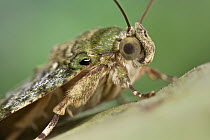 Moth (Caligatus angasii), Udzungwa Mountains National Park, Tanzania