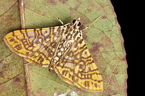 Crambid Snout Moth (Glyphodes sp), Mount Kinabalu National Park, Sabah, Borneo, Malaysia