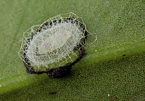 Moth pupa with fecal barricade, Danum Valley Conservation Area, Sabah, Borneo, Malaysia