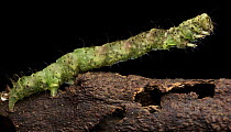 Looper Moth (Geometridae) caterpillar, Gunung Leuser National Park, Sumatra, Indonesia