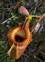 Villose Pitcher Plant (Nepenthes villosa), Mount Kinabalu National Park, Sabah, Borneo, Malaysia
