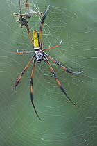 Giant Orb-weaving Spider (Nephila madagascariensis) in web, Andasibe-Mantadia National Park, Antananarivo, Madagascar