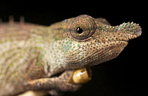 Chameleon (Calumma nasuta), juvenile, Antananarivo, Madagascar