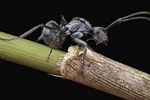 Ant (Polyrhachis pubescens), Bach Ma National Park, Vietnam