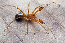 Corinnid Sac Spider (Pranburia mahannopi), ant mimic, Angkor Wat, Cambodia