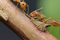 Green Tree Ant (Oecophylla smaragdina) pair harvesting food from Treehopper (Membracidae), Angkor Wat, Cambodia