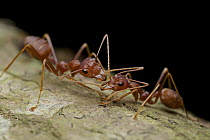 Green Tree Ant (Oecophylla smaragdina) pair exchanging food, Angkor Wat, Cambodia