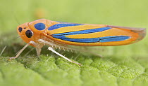 Leafhopper (Cicadellidae), Andasibe-Mantadia National Park, Antananarivo, Madagascar