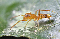 Ant-mimicking Jumping Spider (Myrmarachne sp), Andasibe-Mantadia National Park, Antananarivo, Madagascar