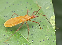 Assassin Bug (Reduviidae), Danum Valley Conservation Area, Sabah, Borneo, Malaysia