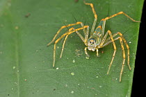 Lynx Spider (Hamadruas sp), Danum Valley Conservation Area, Sabah, Borneo, Malaysia
