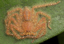 David Bowie Huntsman Spider (Heteropoda davidbowie), Gunung Leuser National Park, Sumatra, Indonesia