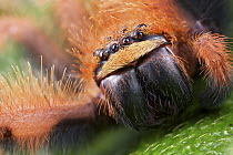Huntsman Spider (Megaloremmius leo), Andasibe-Mantadia National Park, Antananarivo, Madagascar