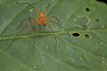 Giant Crab Spider (Sparassidae) juvenile, Leticia, Amazon, Colombia
