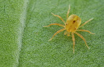 Mite (Phytoseiidae), Mount Isarog National Park, Philippines
