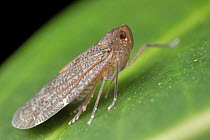 Leafhopper (Cicadellidae), Danum Valley Conservation Area, Sabah, Borneo, Malaysia
