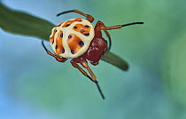 Orb-weaver Spider (Encyosaccus sexmaculatus), ladybird mimic, Yasuni National Park, Ecuador