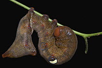 Fruit Piercing Moth (Eudocima sp) caterpillar, Angkor Wat, Cambodia