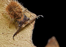 Owl Fly (Ascalaphidae) larva, Udzungwa Mountains National Park, Tanzania