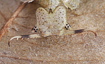 Owl Fly (Ascalaphidae) larva, Amani Nature Reserve, Tanzania
