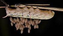 Hawk Moth (Sphingidae) parasitized caterpillar, Yasuni National Park, Ecuador