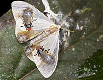 Moth (Macrocilix maia) with false fly spots, Danum Valley Conservation Area, Sabah, Borneo, Malaysia