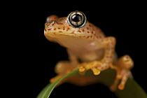 Mantellid Frog (Boophis tasymena), Madagascar