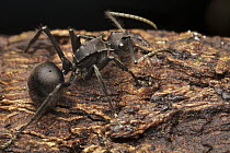 Spiny Ant (Polyrhachis sp), Gunung Leuser National Park, Sumatra, Indonesia