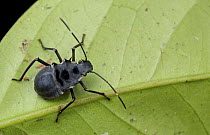 Stink Bug (Pentatomidae), ant mimic, Mount Isarog National Park, Philippines