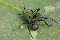 Spiny Ant (Polyrhachis armata) pair from two different colonies fighting, Danum Valley Conservation Area, Sabah, Borneo, Malaysia