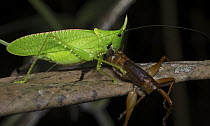 Katydid (Tettigoniidae) feeding, Hitoy Cerere Biological Reserve, Costa Rica