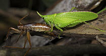 Katydid (Tettigoniidae) with prey, Hitoy Cerere Biological Reserve, Costa Rica