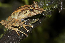 Robber Frog (Pristimantis appendiculatus), Bellavista Cloud Forest Reserve, Ecuador