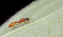 Ant (Tetraponera sp), Antananarivo, Madagascar