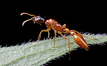 Ant (Tetraponera sp), Antananarivo, Madagascar