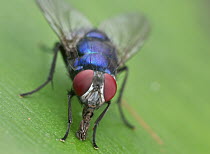 Tachinid Fly (Tachinidae), Danum Valley Conservation Area, Sabah, Borneo, Malaysia