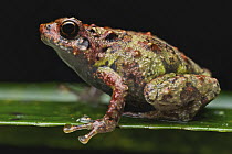 Burrowing Frog (Scaphiophryne sp), Antananarivo, Madagascar