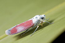 Leafhopper (Cicadellidae), Marojejy National Park, Madagascar