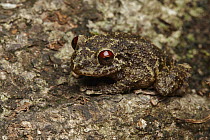 Robber Frog (Pristimantis diadematus), Amazon, Ecuador