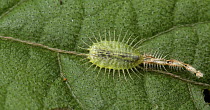 Leaf Beetle (Chrysomelidae) larva with old moults, Rwanda