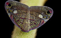 Planthopper (Ricaniidae), Mount Isarog National Park, Philippines
