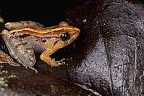 Smooth Guardian Frog (Limnonectes palavensis) sub-adult male, Danum Valley Conservation Area, Sabah, Borneo, Malaysia