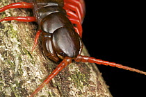 Centipede (Scolopendra sp), Gunung Leuser National Park, Sumatra, Indonesia