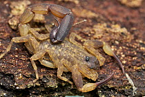 Thick-tailed Scorpion (Tityus sp), Cat Tien National Park, Vietnam