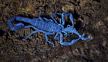 Scorpion (Babycurus gigas) feeding on another scorpion, photographed under UV light, Udzungwa Mountains National Park, Tanzania