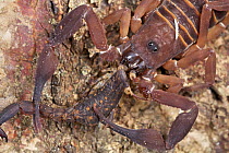 Scorpion (Lychas asper) feeding on another scorpion, Udzungwa Mountains National Park, Tanzania