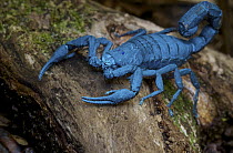 Scorpion, photographed under UV light, Ranomafana National Park, Madagascar